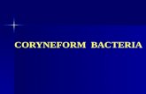 CORYNEFORM BACTERIA. Diphteroids  Pleomorphic gram-positive rods.  Club Shaped (Chinese Letter like, V forms)  Catalase +ve  Non sporing  Non acid.