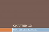 CHAPTER 13 RNA and Protein Synthesis. Differences between DNA and RNA  Sugar = Deoxyribose  Double stranded  Bases  Cytosine  Guanine  Adenine
