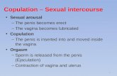 Copulation – Sexual intercourse Sexual arousal –The penis becomes erect –The vagina becomes lubricated Copulation –The penis is inserted into and moved.