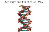 Structure and Function of DNA. 1.DNA stands for deoxyribonucleic acid. 2. Watson and Crick were the first scientists to construct a working model of DNA.