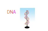 DNADNA. Structure and replication of DNA - syllabus content Structure of DNA — nucleotides contain deoxyribose sugar, phosphate and base. DNA has a sugar–phosphate.
