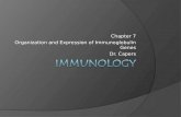 Chapter 7 Organization and Expression of Immunoglobulin Genes Dr. Capers.