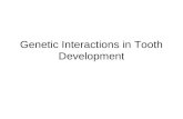 Genetic Interactions in Tooth Development. Stages of tooth development.Initiation stage/Thickening.Bud stage.Cap stage.Bell stage.