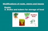 Modifications of roots, stems and leaves Roots: A. Bulbs and tubers for storage of food.