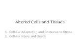 Altered Cells and Tissues 1.Cellular Adaptation and Response to Stress 2.Cellular Injury and Death.