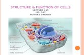 STRUCTURE & FUNCTION OF CELLS LECTURE #15 MS. DAY HONORS BIOLOGY.