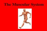 The Muscular System. Approximately 40% of your body weight Approximately 650 muscles Muscles only pull (they can’t push) You have over 30 facial muscles.