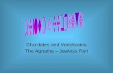 Chordates and Vertebrates The Agnatha – Jawless Fish.