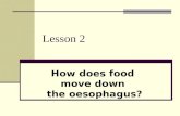 Lesson 2 How does food move down the oesophagus?