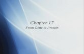 Chapter 17 From Gene to Protein. Protein Synthesis  The information content of DNA  Is in the form of specific sequences of nucleotides along the DNA.