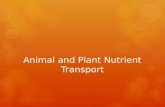 Animal and Plant Nutrient Transport. Remember how Animals Absorb in their Intestines?