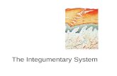 The Integumentary System. Integument = skin System includes: skin as well as hair and nails 3 regions:  Epidermis (epithelial tissue)  Dermis (connective.