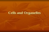 Cells and Organelles. Cell Characteristics What are some of the differences between prokaryotic and eukaryotic cells? What are some of the differences.