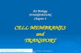 AS Biology. Foundation. Cell membranes and Transport1 AS Biology FOUNDATION Chapter 4 CELL MEMBRANES and TRANSPORT This Powerpoint is hosted on .