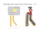 Biologically Important Molecules – II !. Biologically Important Molecules I.Water II.Carbohydrates.