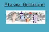 Plasma Membrane. I. Maintaining Balance How do cells maintain balance? – Cells need to maintain a balance by controlling material that move in and out.