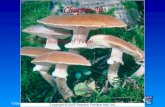 Copyright © 2005 Pearson Prentice Hall, Inc. Chapter 20 The Diversity of Fungi.