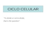 CICLO CELULAR “To divide or not to divide, that is the question”