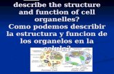 Aim: How can we describe the structure and function of cell organelles? Como podemos describir la estructura y funcion de los organelos en la celula?