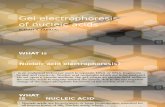Gel Electrophoresis of Nucleic Acids
