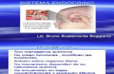 Sistema Endocrino Bbbbb