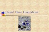 Arity Desert Plants