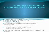 TUBULO DISTAL Y CONDUCTO COLECTOR.pptx