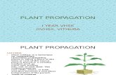 PLANT PROPAGATION GVHSS,VITHURA