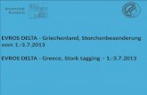 EVROS DELTA - Griechenland, Storchenbesenderung vom 1.-3.7.2013 EVROS DELTA - Greece, Stork tagging – 1.-3.7.2013.