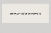 Strongyloides stercoralis características morfológicas Fonte: Parasitologia Humana- Neves,DP.