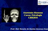 Prof. MsC Renata de Bastos Ascenço Soares Anatomia Humana Curso: Psicologia CBB2035.