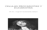 CELULAS PROCARIOTAS Y EUCARIOTAS FINAL II 97.pptx