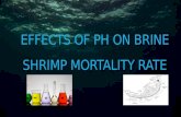 VCE Biology 1/2-"Effects of pH on Brine Shrimp Survival Rates".