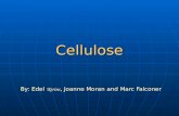 Cellulose (1)