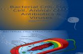 Bacterial Cell, Plant Cell, Animal Cell