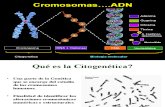 CITOGENETICA 1 W.ppt