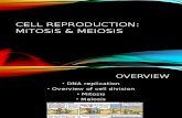 Ch 8 Cell Reproduction