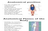 Anatomical Position Principal Organs