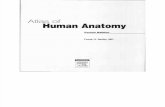Atlas Human Anatomy Ciba Netter