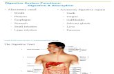 SCIT 1408 Applied Human Anatomy and Physiology II - Digestive System Chapter 23 A