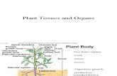 Plant Tissue Bio200
