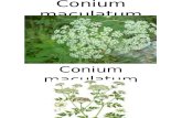 Conium Maculatum - Homoepathic Remedy