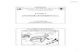 Leccion 2. Anatomia Endodoncica-14-15
