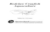 56433604 Redclaw Crayfish Aquaculture