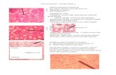 Lab Histo - Kidney - Week 1
