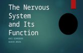 Nervous System and Its Functions