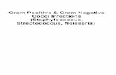 1.Gram Positive & Gram Negative Cocci Infections