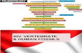 Vertebrate & Human Fossils
