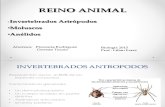 Reino animal, artropodos