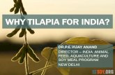 8 India-Why Tilapia.pdf